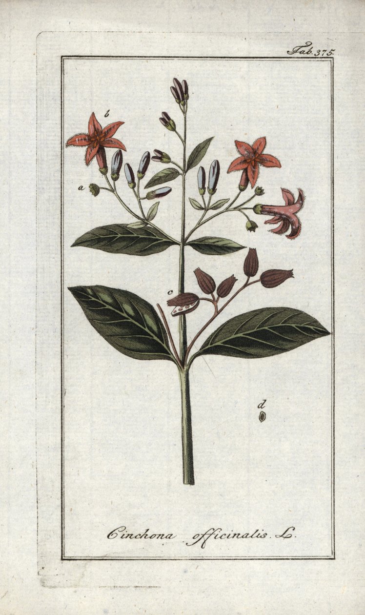 Quinquina (Cinchona officinalis). Lithograph from “Afbeelding der Artseny-Gewassen” by Johannes Zorn (1739-1799), Netherlands by Unbekannter Künstler