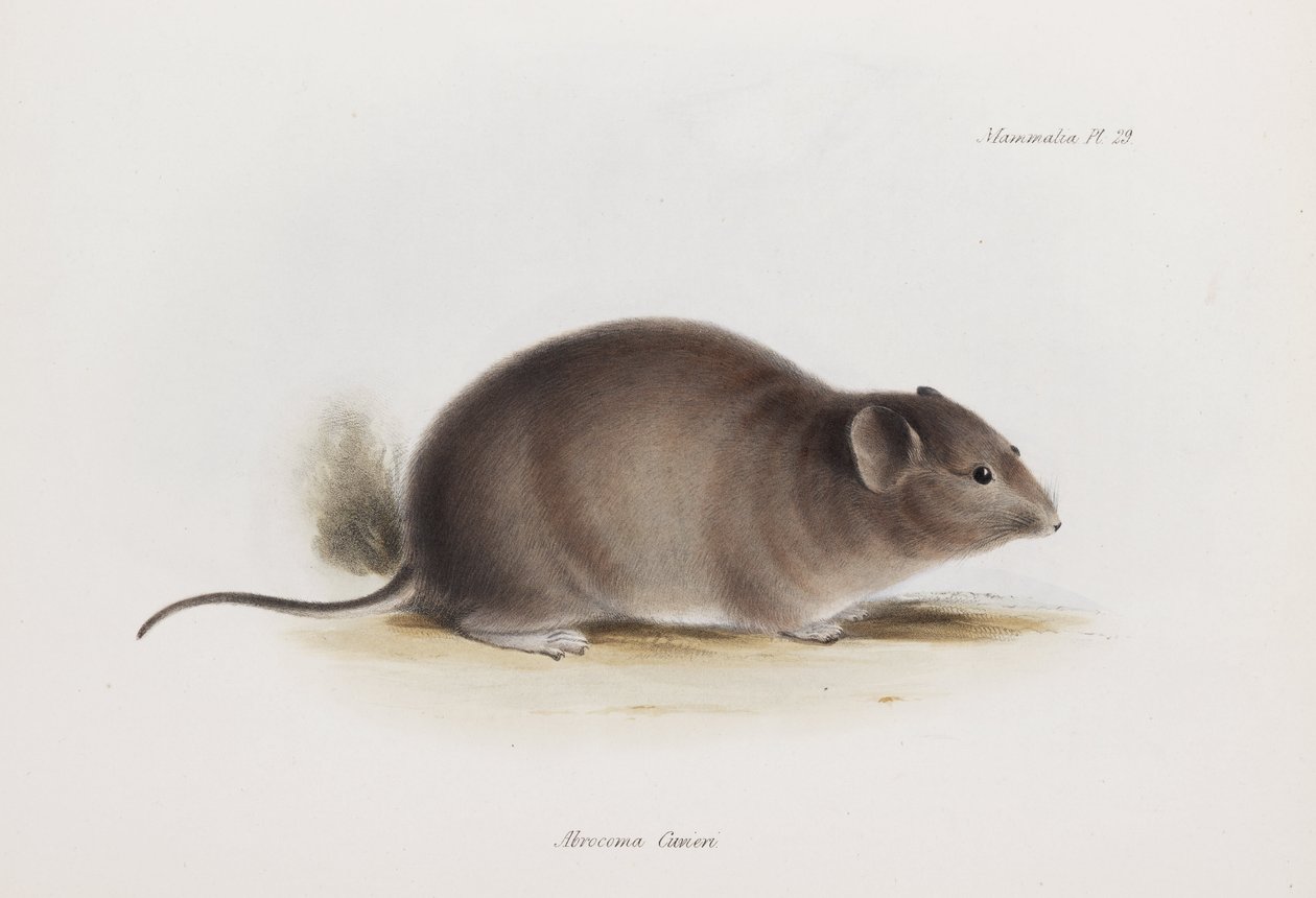 Rat, c. 1832-1836 by Unbekannter Künstler