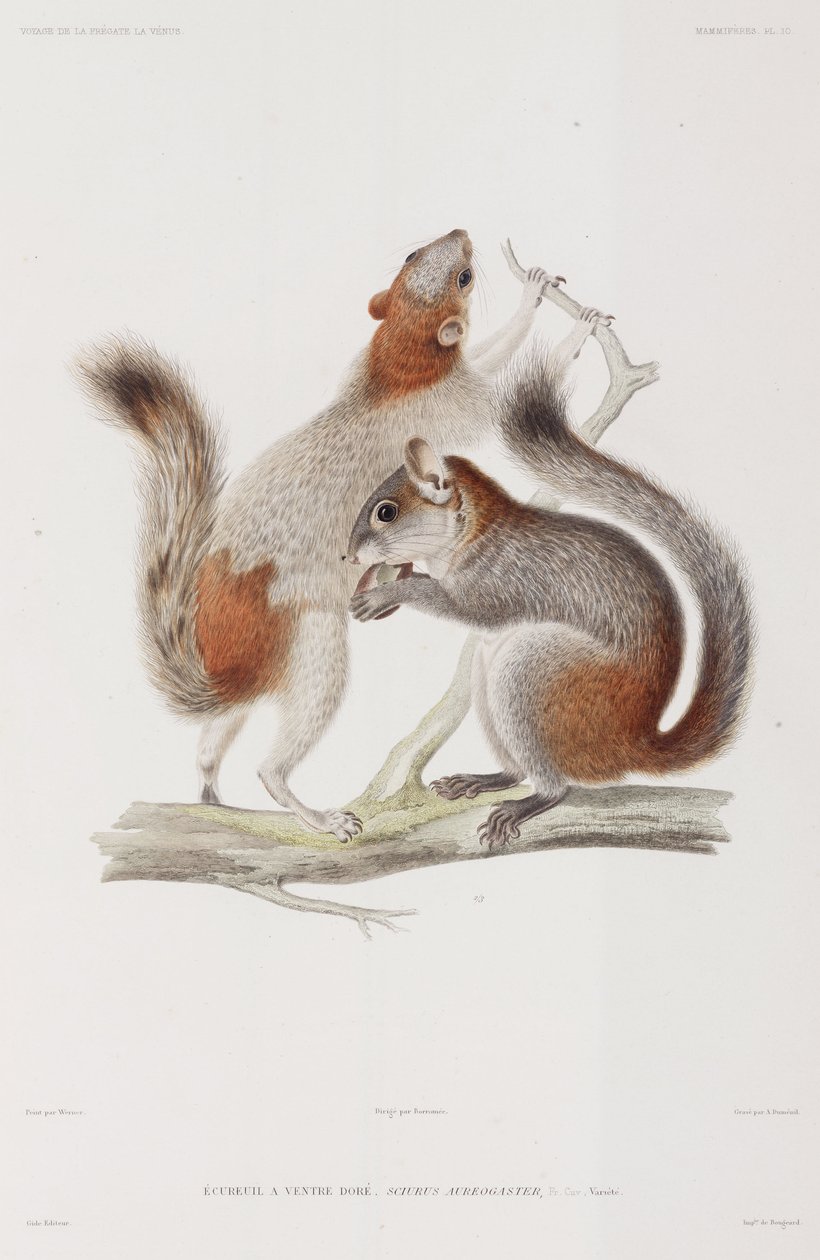 Red-bellied or Mexican grey squirrels by Unbekannter Künstler