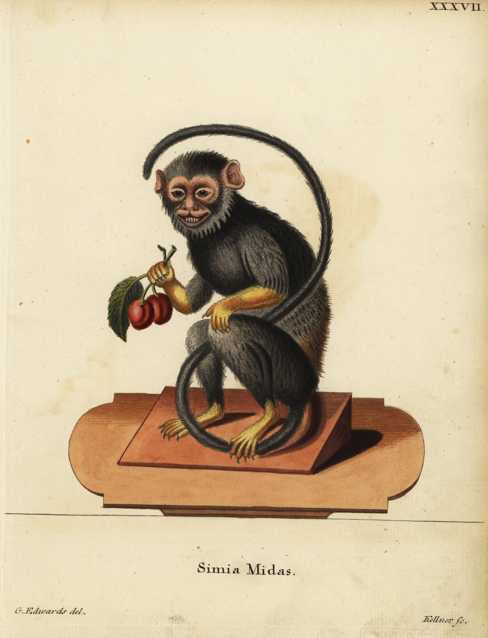 Red-handed or Gold-handed Tamarin, Saguinus midas. Simia midas. Handcoloured copperplate engraving by Joseph Kellner after an illustration by George Edwards from Johann Christian Daniel Schreber