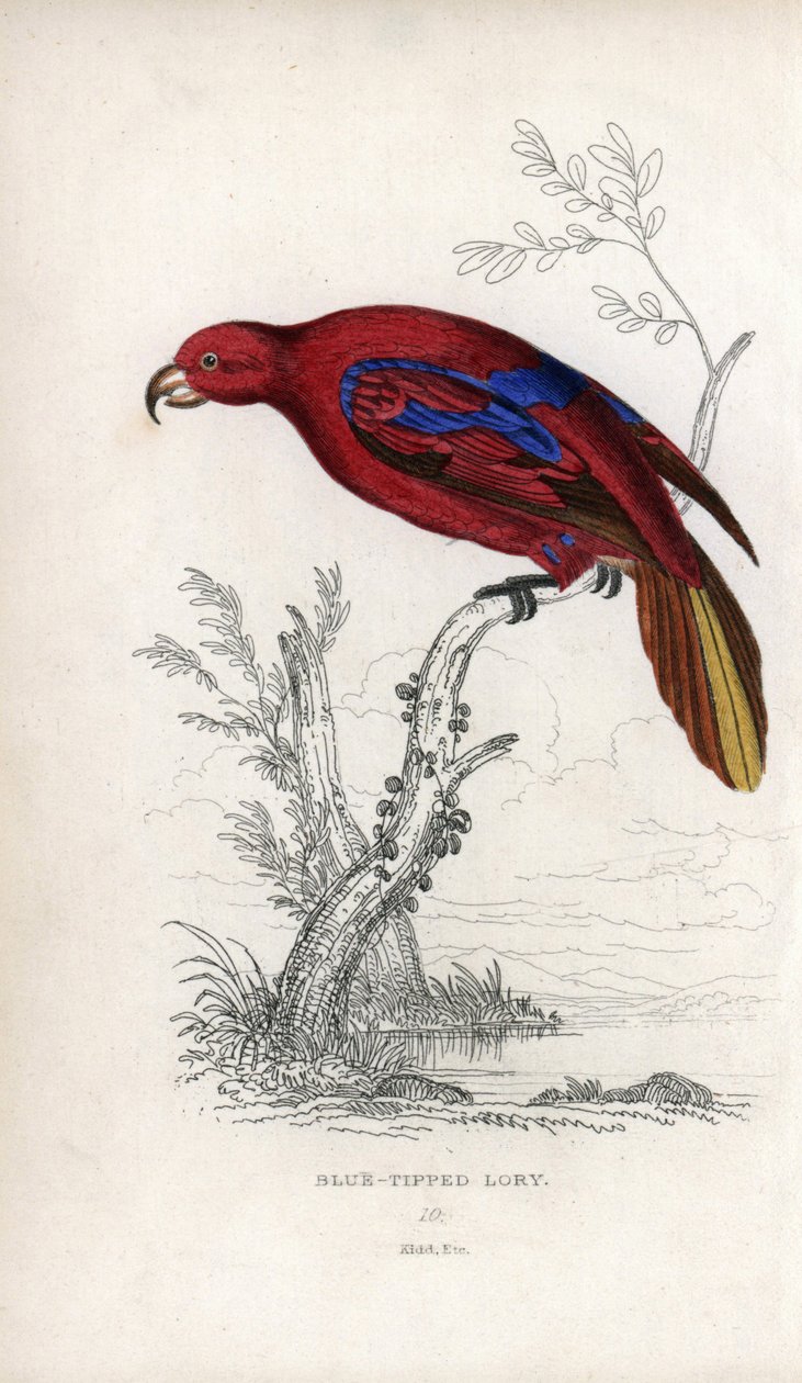 Red Lori, Eos rubra. Psittacus caeruleatus by Unbekannter Künstler