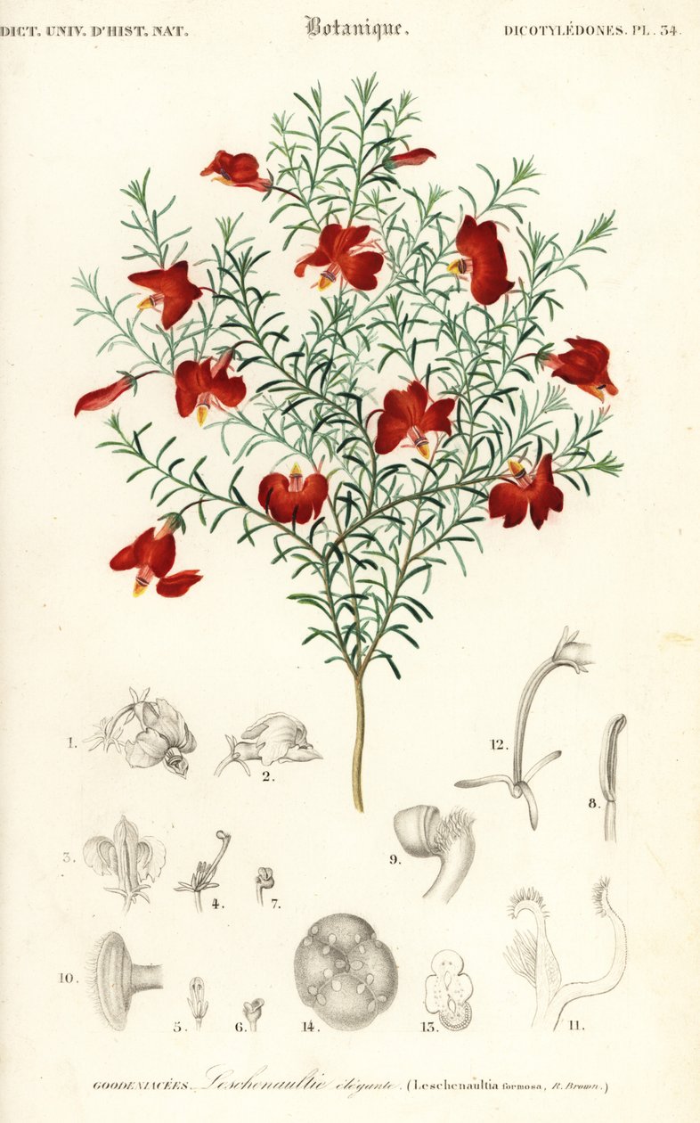 Red Leschenaultia, Leschenaultia formosa (engraving) by Unbekannter Künstler