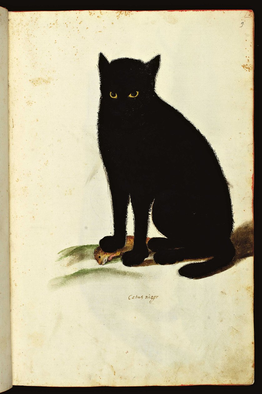 Representation of a black cat. Illustrated chart of a manuscript of Natural History on Animals, Fonds Ulisse Aldrovandi, University Bibl., ed. 1603 by Unbekannter Künstler