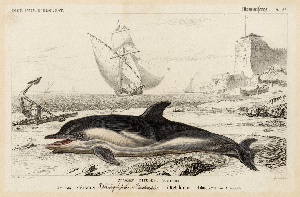 Representation of a Dauphin in 