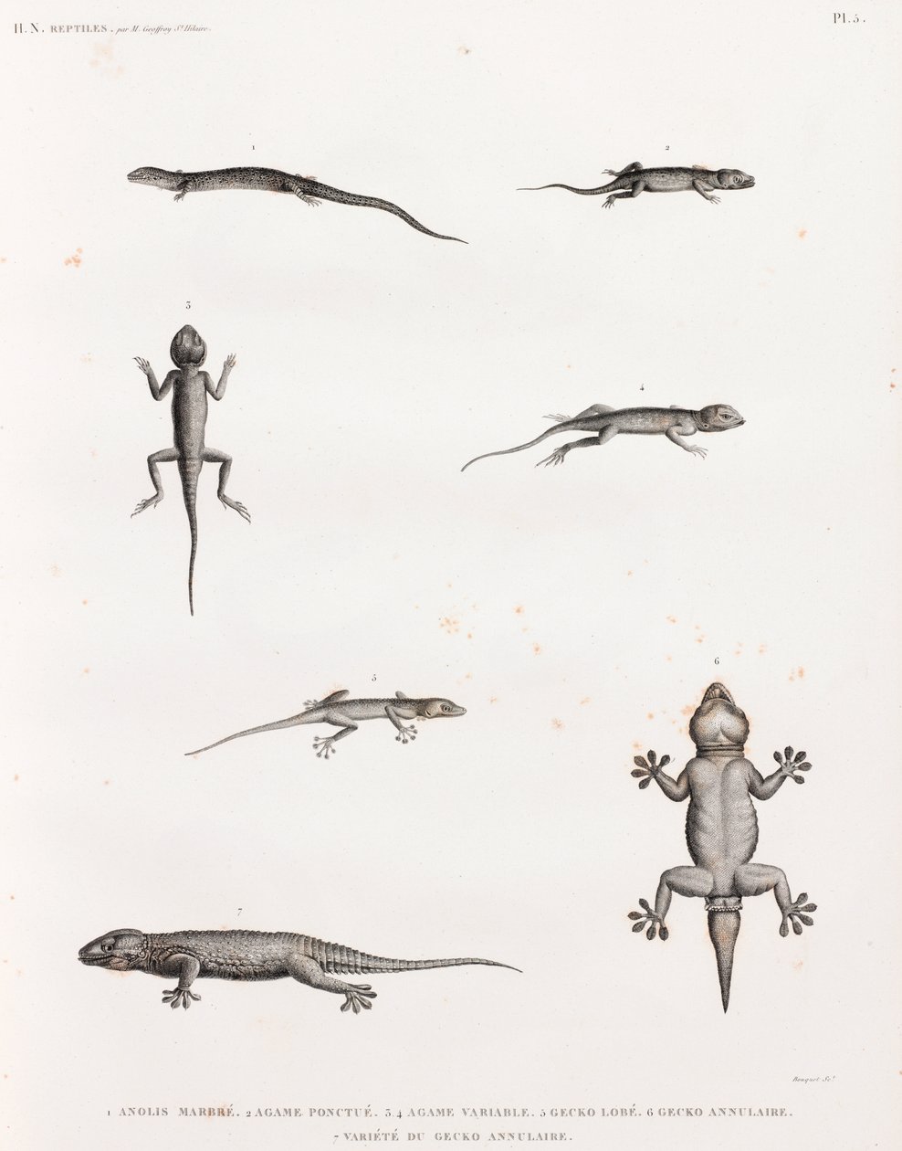 Reptiles: Lizards and Geckos by Unbekannt