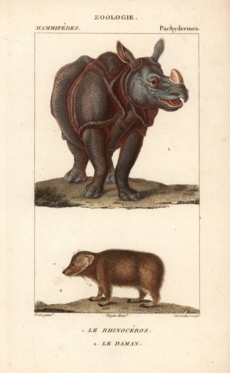 Rhinoceros and Daman by Unbekannter Künstler