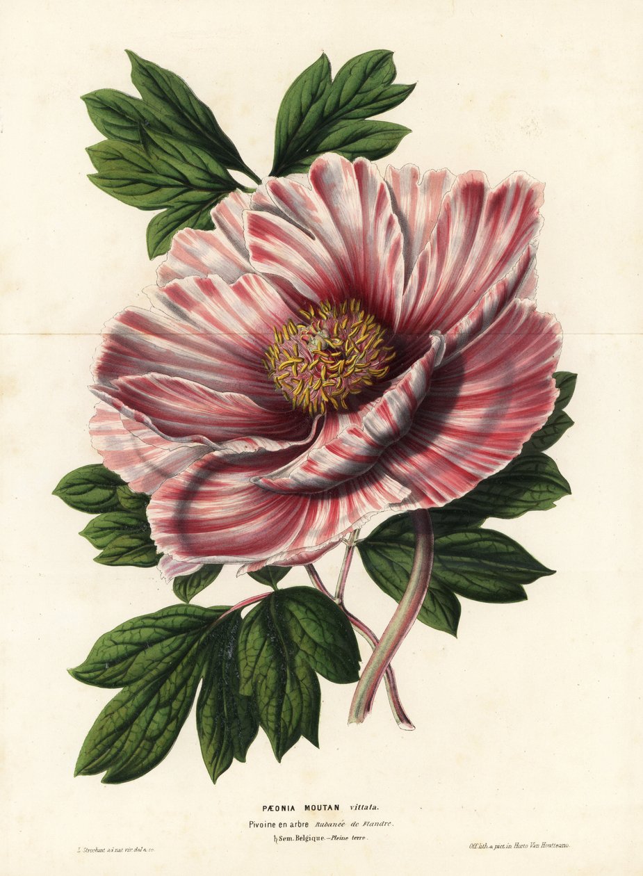 Ribboned peony of Flanders, hybrid, Paeonia moutan vittata. Handcoloured lithograph from Louis van Houtte and Charles Lemaire