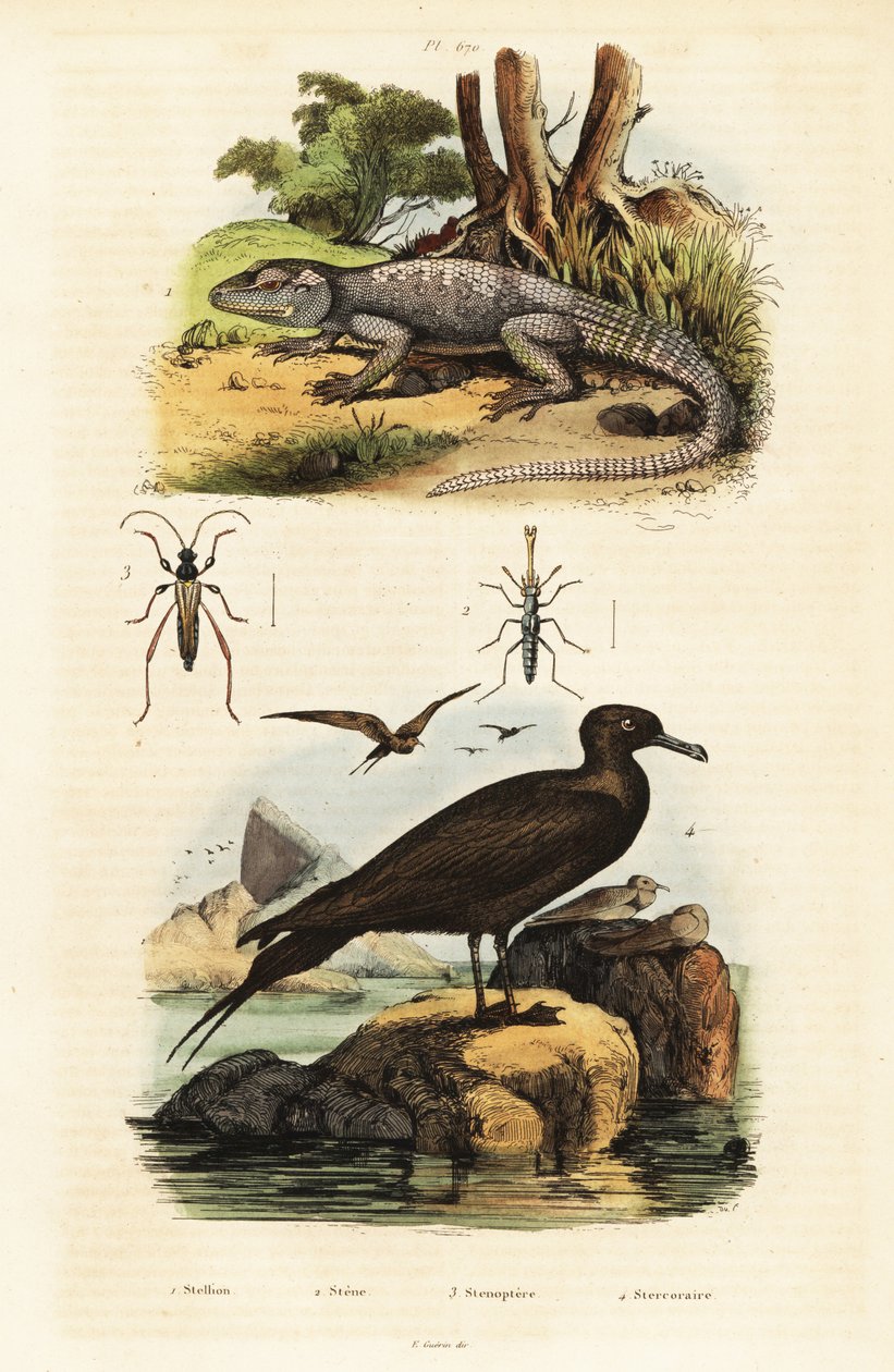Rock agama and parasitic jaeger by Unbekannter Künstler