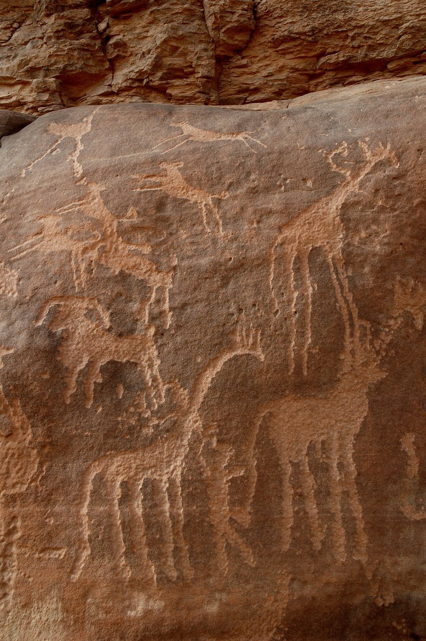 Engraving of Giraffes, Ostriches, Sheep, Dog and Character in the Uweinat Massif, Sudan by Unbekannt