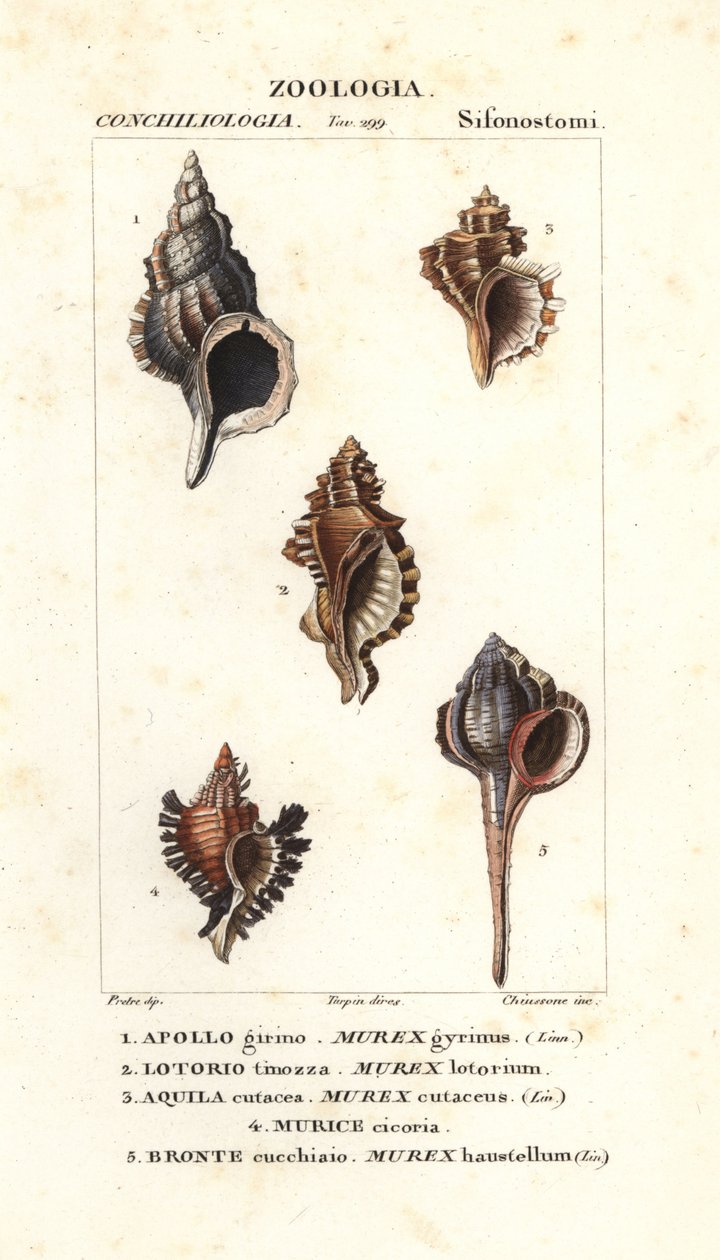 Rock Snails from Jussieu