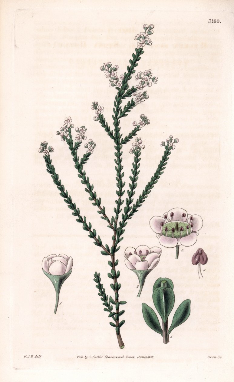 Rock thryptomene, Thryptomene saxicola (Southwest Australian rockery shrub) (Stony baeckea, Baeckea saxicola). Handcoloured copperplate engraving by Swan after an illustration by William Jackson Hooker from Samuel Curtis