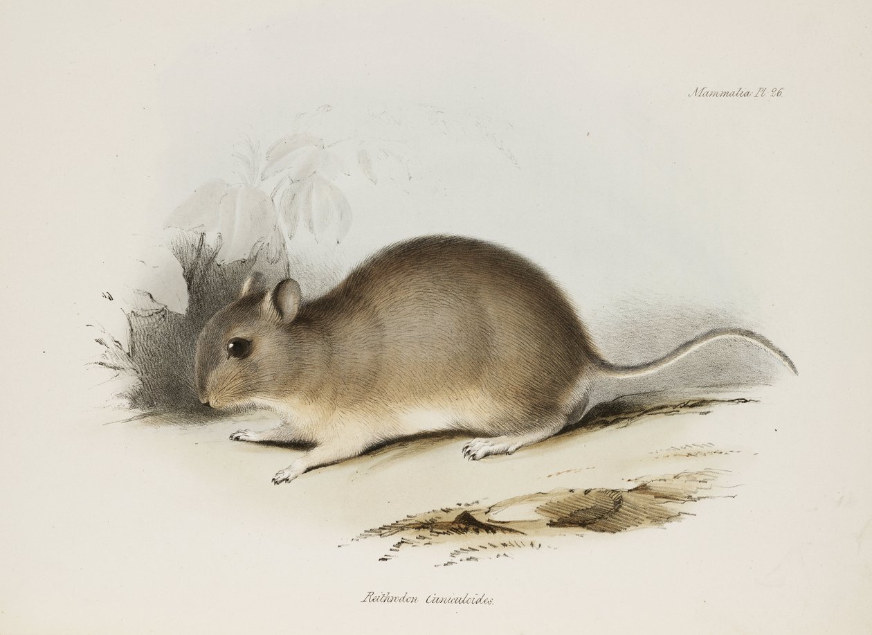 Rodent, c 1832-1836 by Unbekannter Künstler