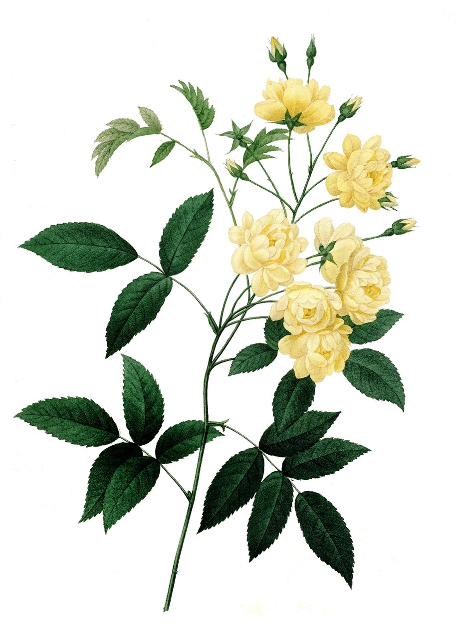 Banks Rose, Rosa Banksiae by Unbekannter Künstler