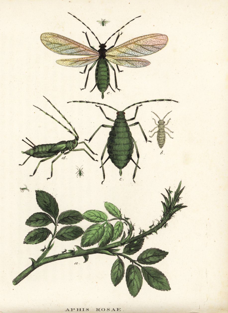 Rose aphid, Aphis rosae, on rose bush. Handcoloured lithograph from Georg Friedrich Treitschke