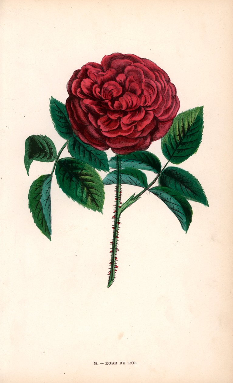 Rose du Roi, Hybrid Raised from the Portland Rose by Unbekannter Künstler