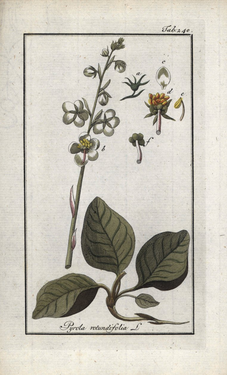 Round-Leaved Pyrole (Pyrola rotundifolia). Lithograph from 