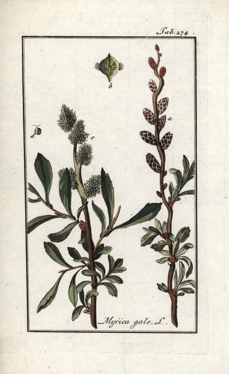Royal Pepper or Marsh Myrtle (Myrica gale). Lithograph from 