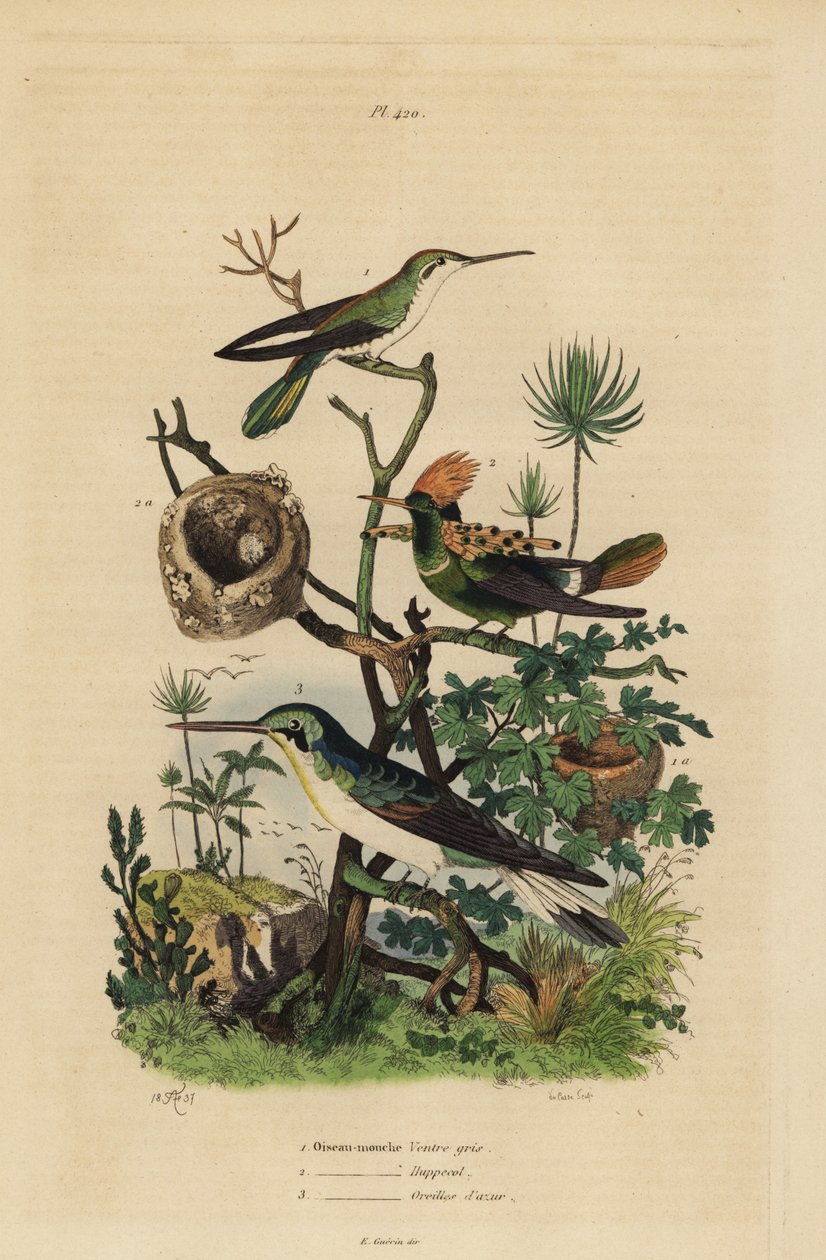 Rufous tailed hummingbird, Amazilia tzacatl, Tufted coquette, Lophornis ornatus, and black-eared fairy, Heliothryx auritus by Unbekannt