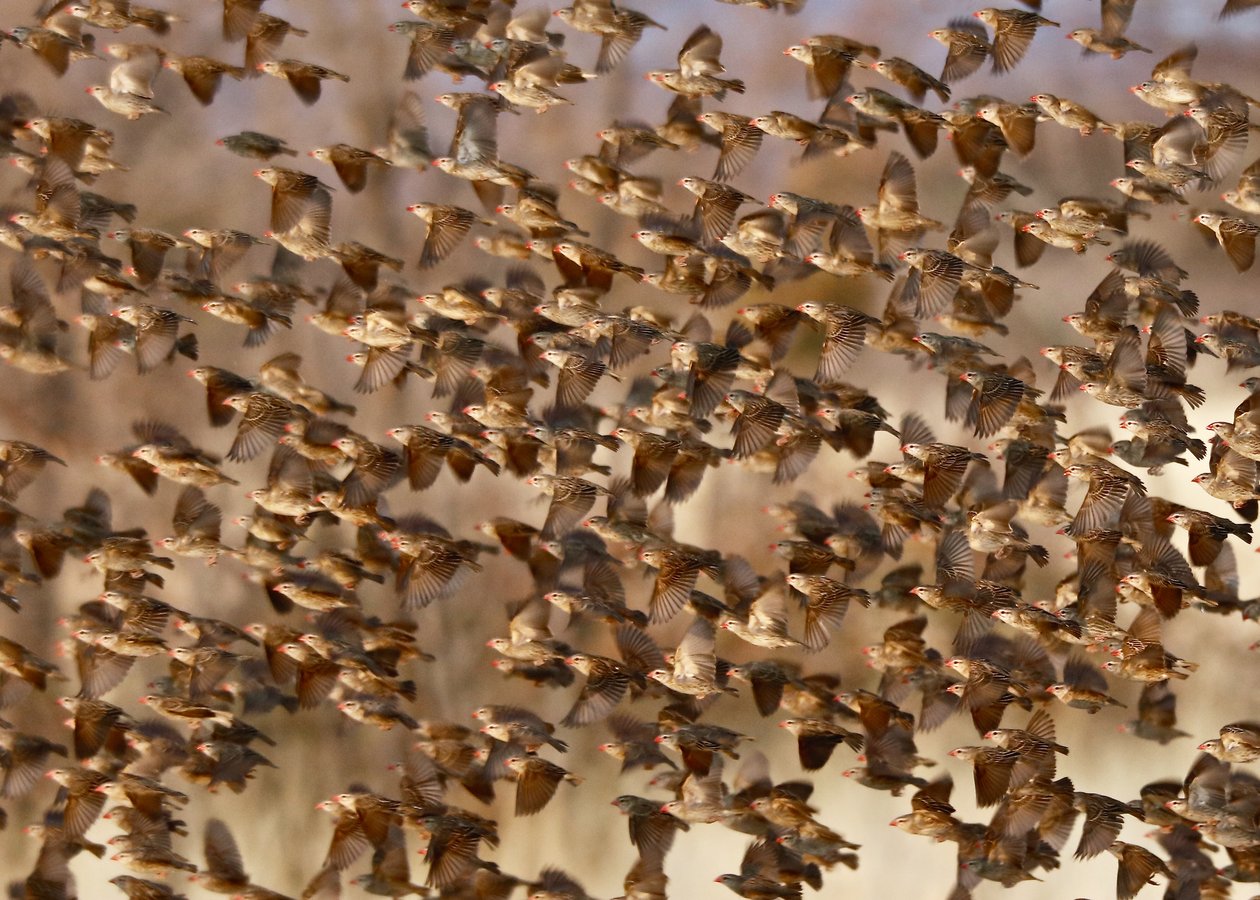 Safety in Numbers 3 (Red-Billed Quelea), Namibia, 2018 by Unbekannter Künstler