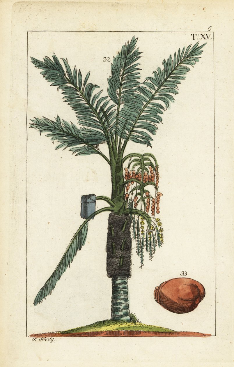 Sago palm tree, Metroxylon sagu by Unbekannter Künstler