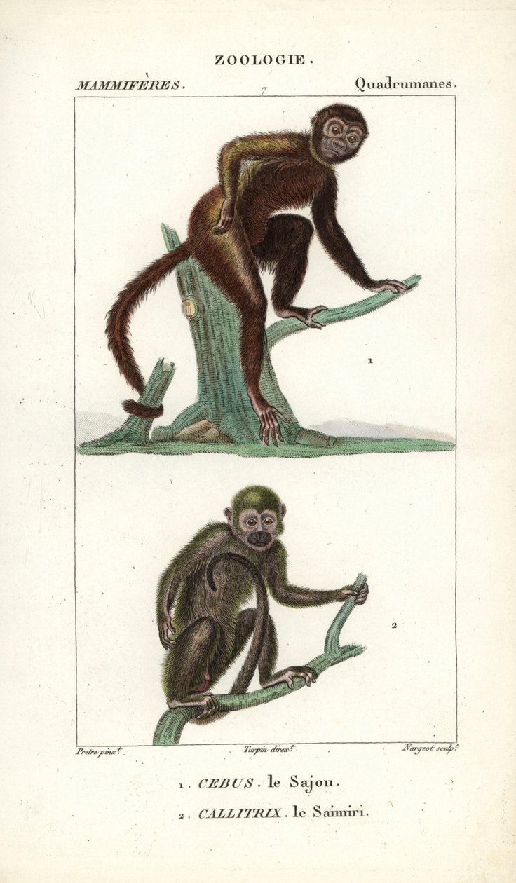 The Capuchin and the Squirrel Monkey by Unbekannter Künstler