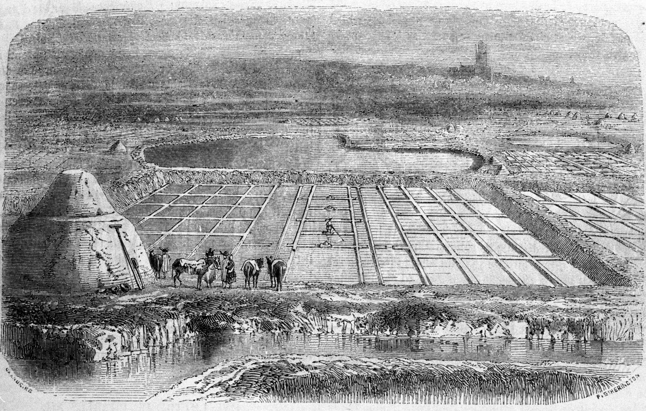 Salt production: salt marshes of southern France. 19th century engraving by Unbekannt