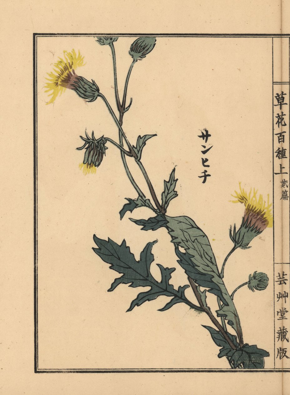 Japanese Purple Passion, Gynura japonica (One Hundred Varieties of Flowers) by Unbekannter Künstler