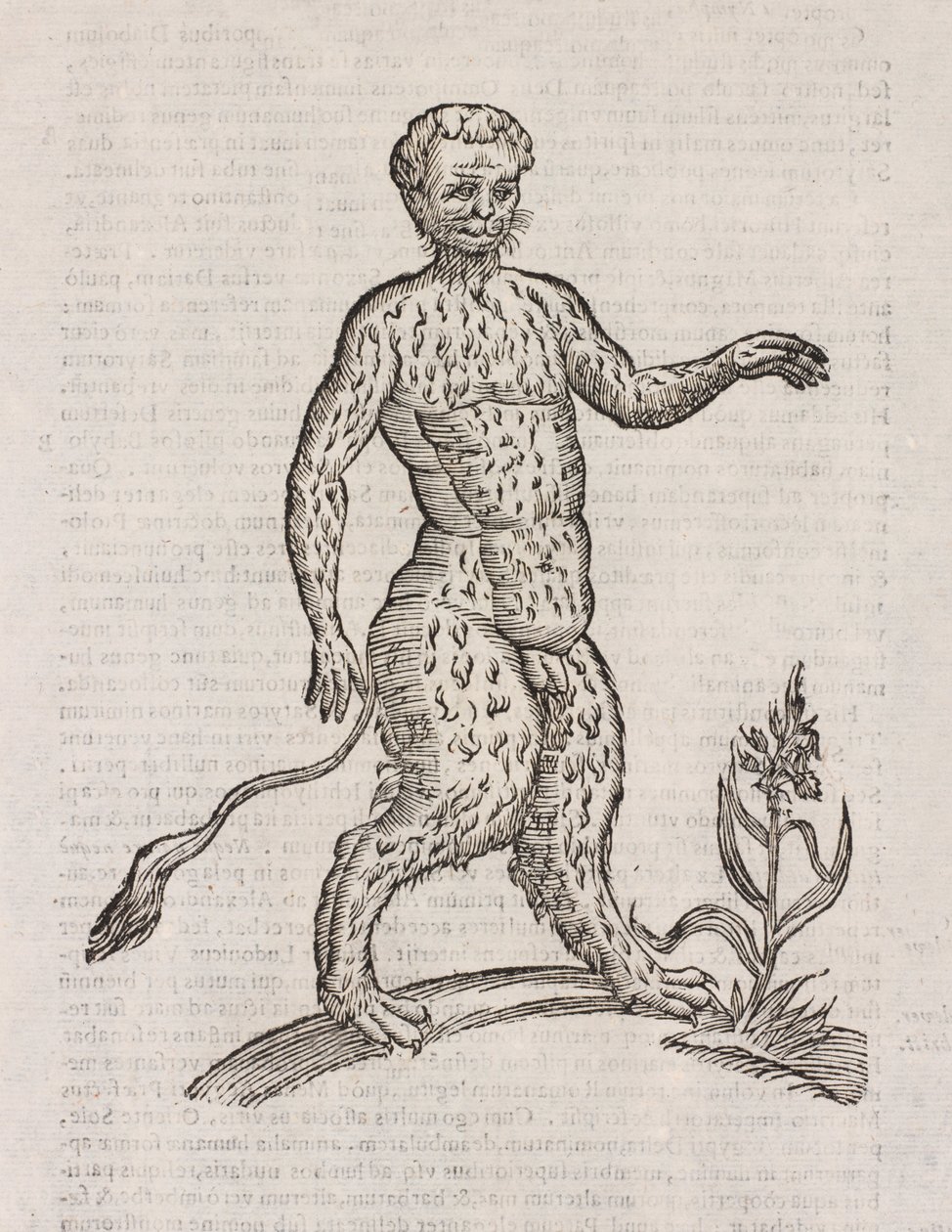 Another Species of Satyr by Unbekannt