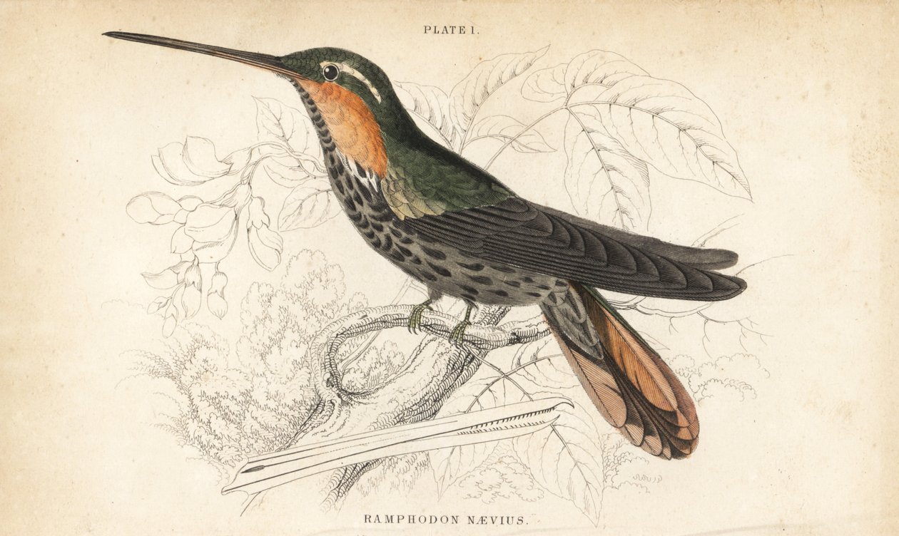 Saw-billed hermit, Ramphodon naevius (Spotted saw-billed hummingbird). Handcoloured steel engraving from Sir William Jardine