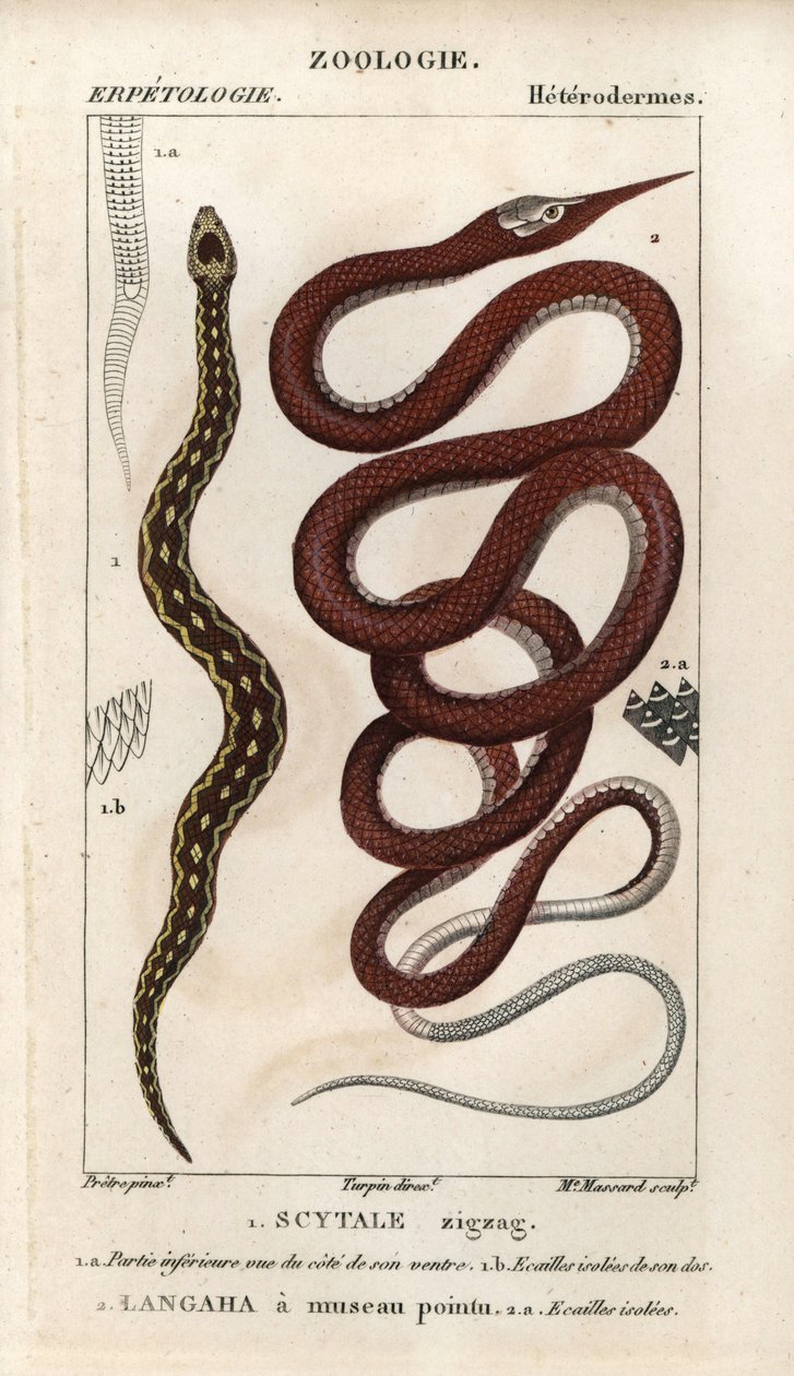 Saw-scaled viper, scytale zigzag, Echis carinatus, and Madagascar leafnose snake, langaha a pointu snout, Langaha madagascariensis by Unbekannter Künstler
