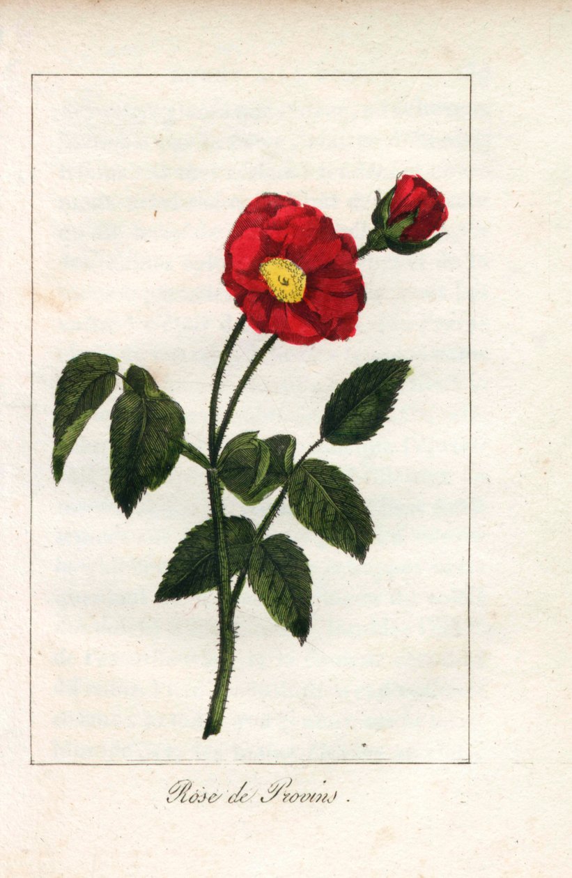 Scarlet Provence Pink, Rosa Gallica. Handcoloured Copperplate Engraving of an Illustration by Miss Prudhomme from Hommage Rendu a la Rose, Paris, Circa 1815 by Unbekannter Künstler