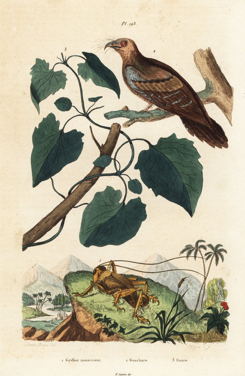 Schizodactylus monstrosus cricket, oilbird, and Mikania guaco vine by Unbekannt