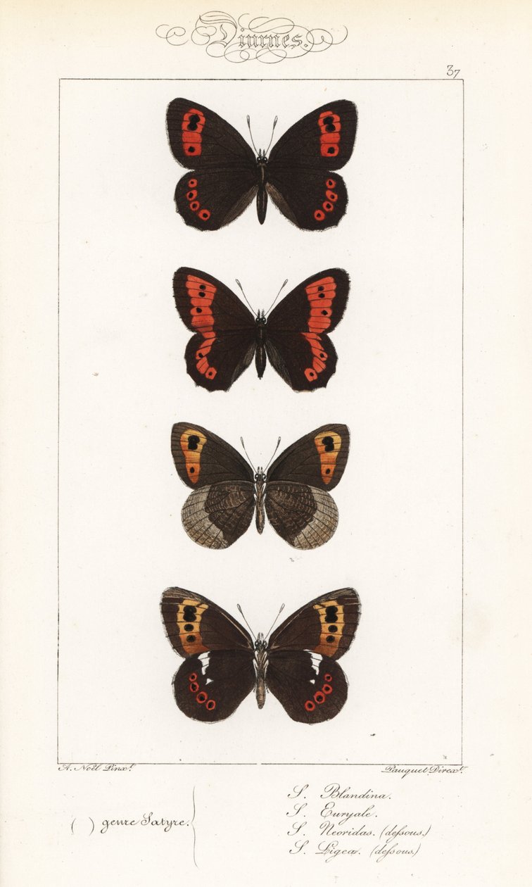 Scotch argus, Erebia aethiops, large ringlet, Erebia euryale, autumn ringlet, Erebia neoridas (ventral), and Arran brown, Erebia ligea (ventral). Handcoloured steel engraving by the Pauquet brothers after an illustration by Alexis Nicolas Noel from Hippoly by Unbekannter Künstler