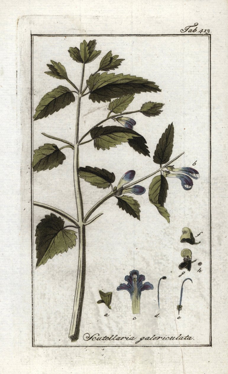 Scutellaire with Helmet or Big Hat, Scutellaria galericulata by Unbekannter Künstler
