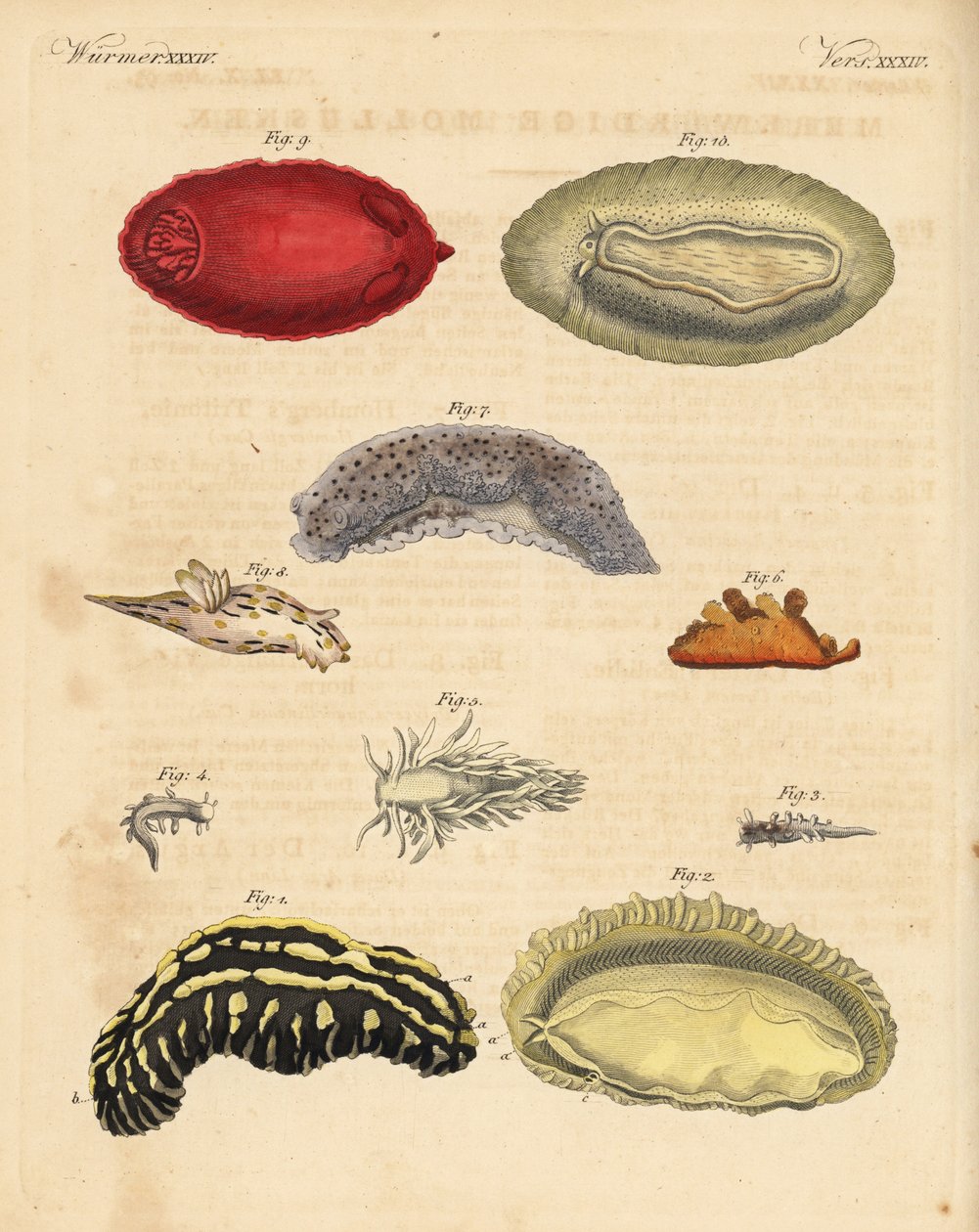 Sea slugs. Handcoloured copperplate engraving from Friedrich Johann Bertuch