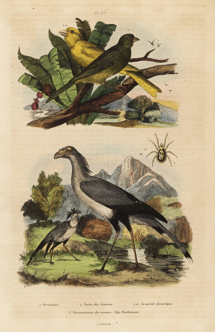Secretary bird, Sagittarius serpentarius, wild and tame canaries, Serinus canaria by Unbekannt