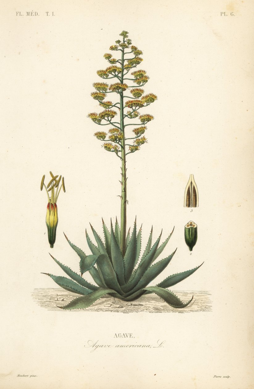 Sentry plant, century plant, maguey or American aloe by Unbekannt
