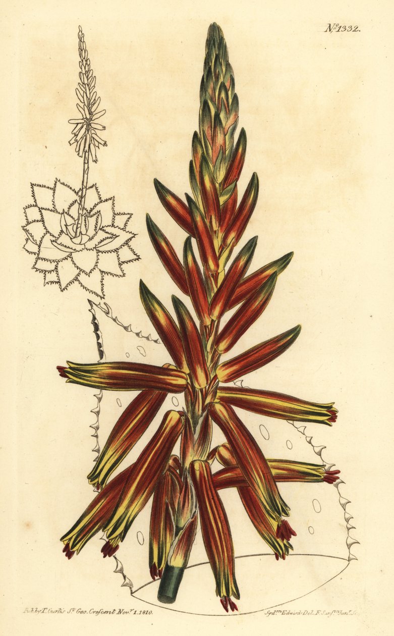 Short leaved aloe, Aloe brevifolia by Unbekannt
