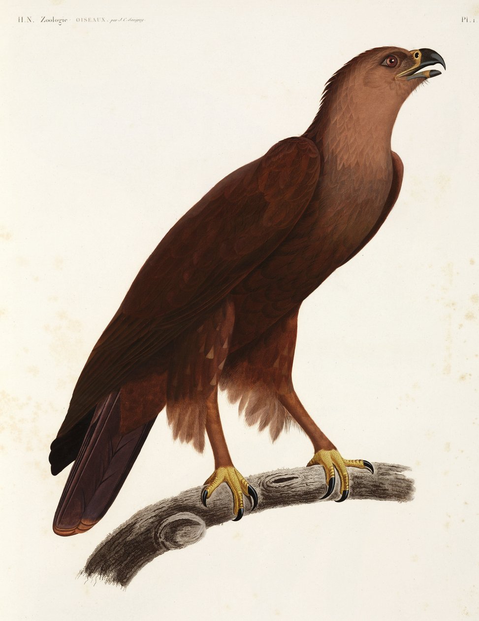 Shrill Eagle, Egypt by Unbekannter Künstler