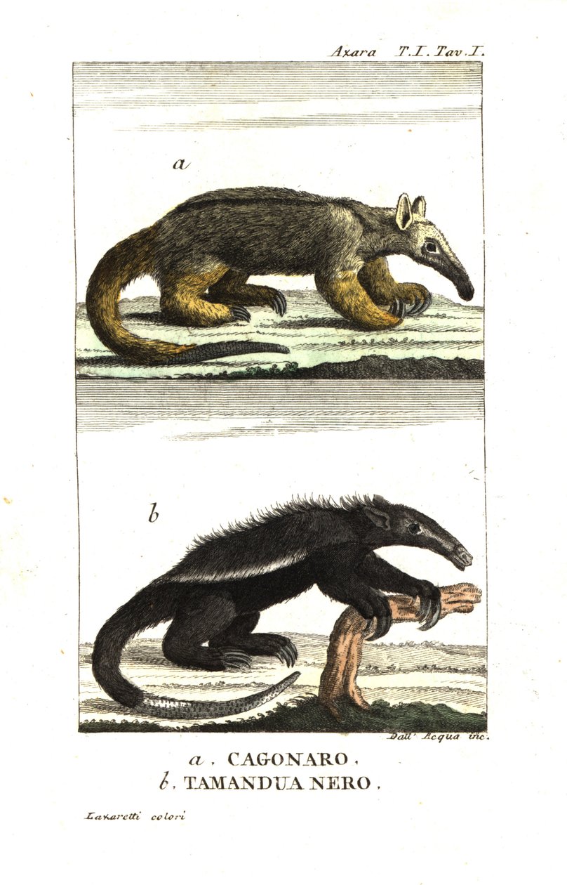Silky Anteater or Pygmy Anteater (Fourmilier) (Azara