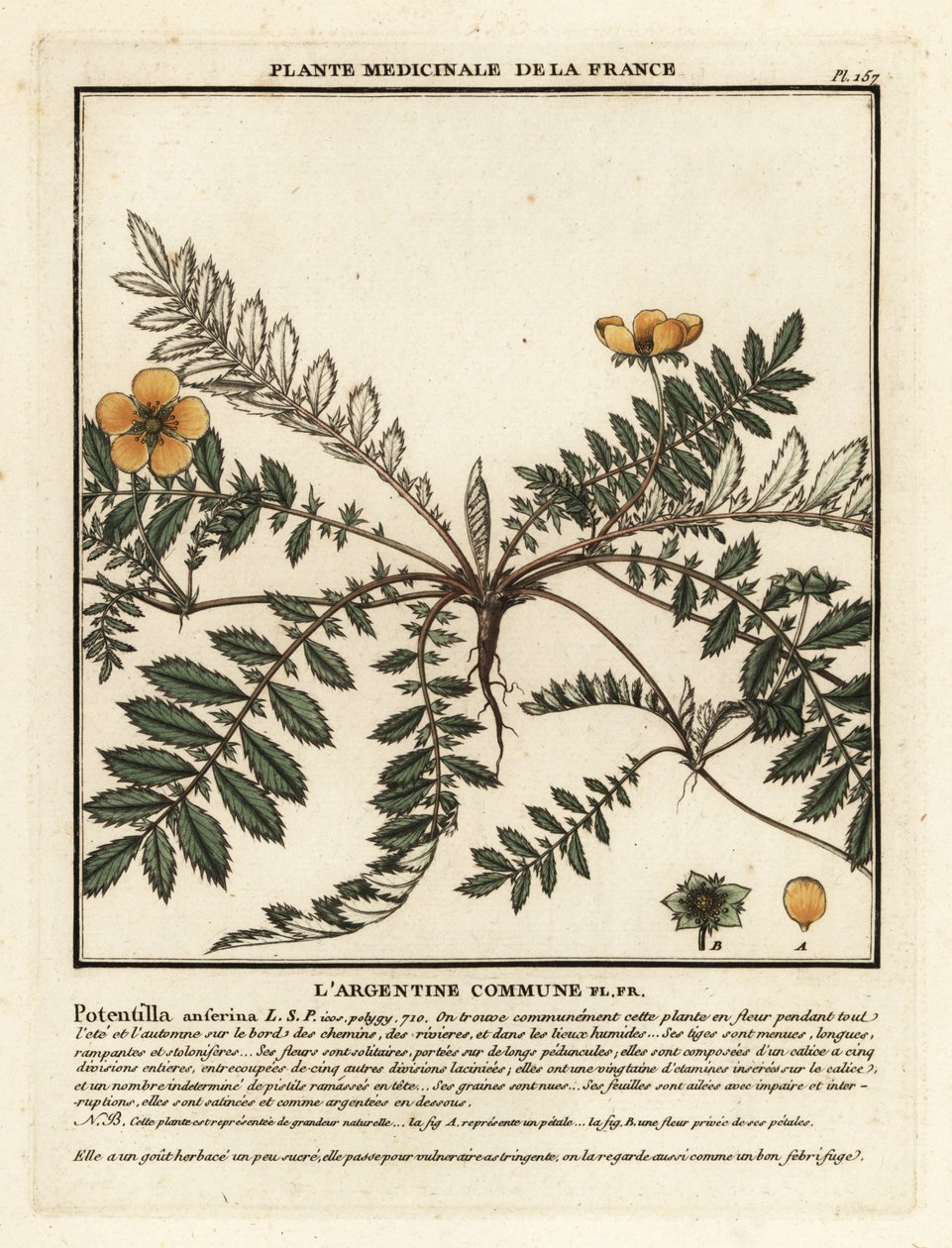 Silverweed, Potentilla anserina by Unbekannter Künstler