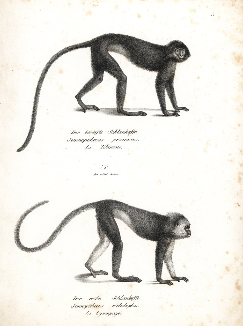 Silvery Lutung, Trachypithecus cristatus (Semnopithecus pruinosus) and Sumatran Surili, Presbytis melalophos (Semnopithecus melalophos) endangered. Lithograph by Karl Joseph Brodtmann from Heinrich Rudolf Schinz