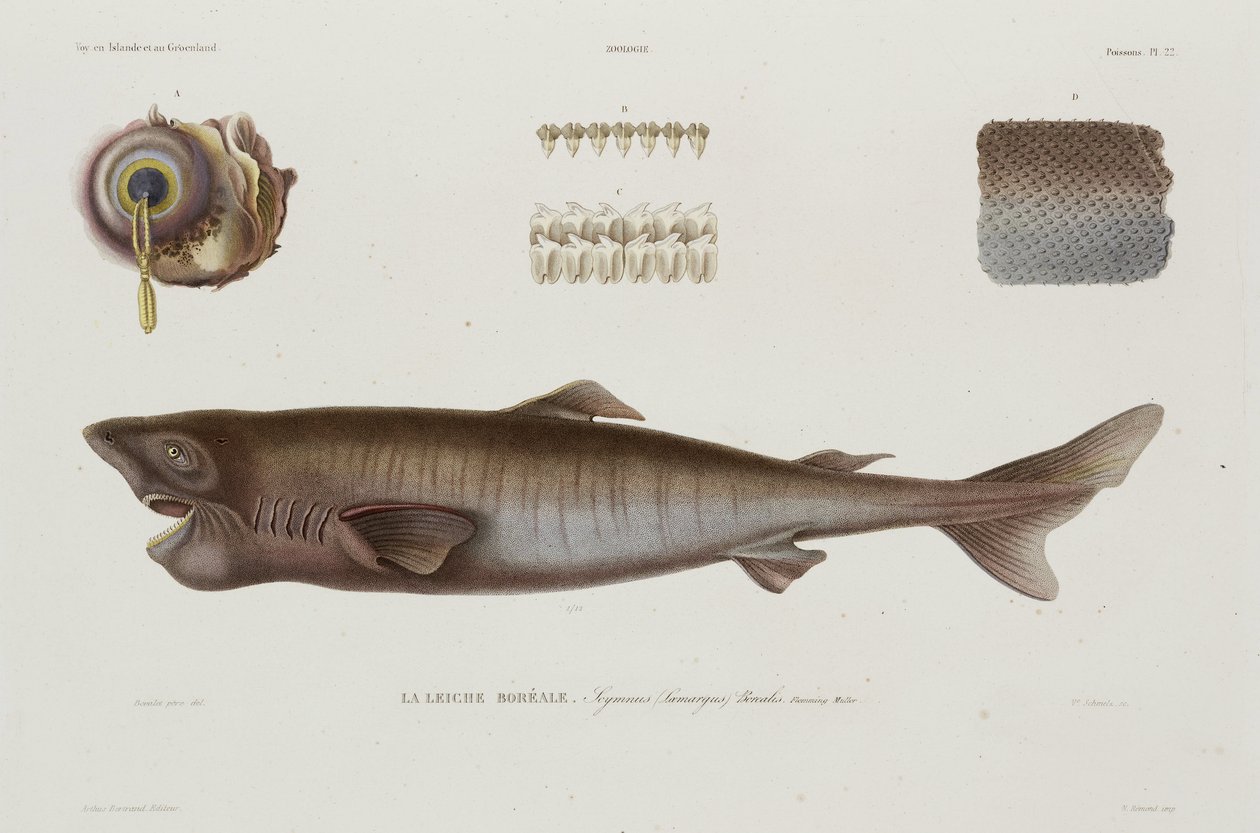 Sleeper Shark, Iceland, Early 19th Century by Unbekannter Künstler