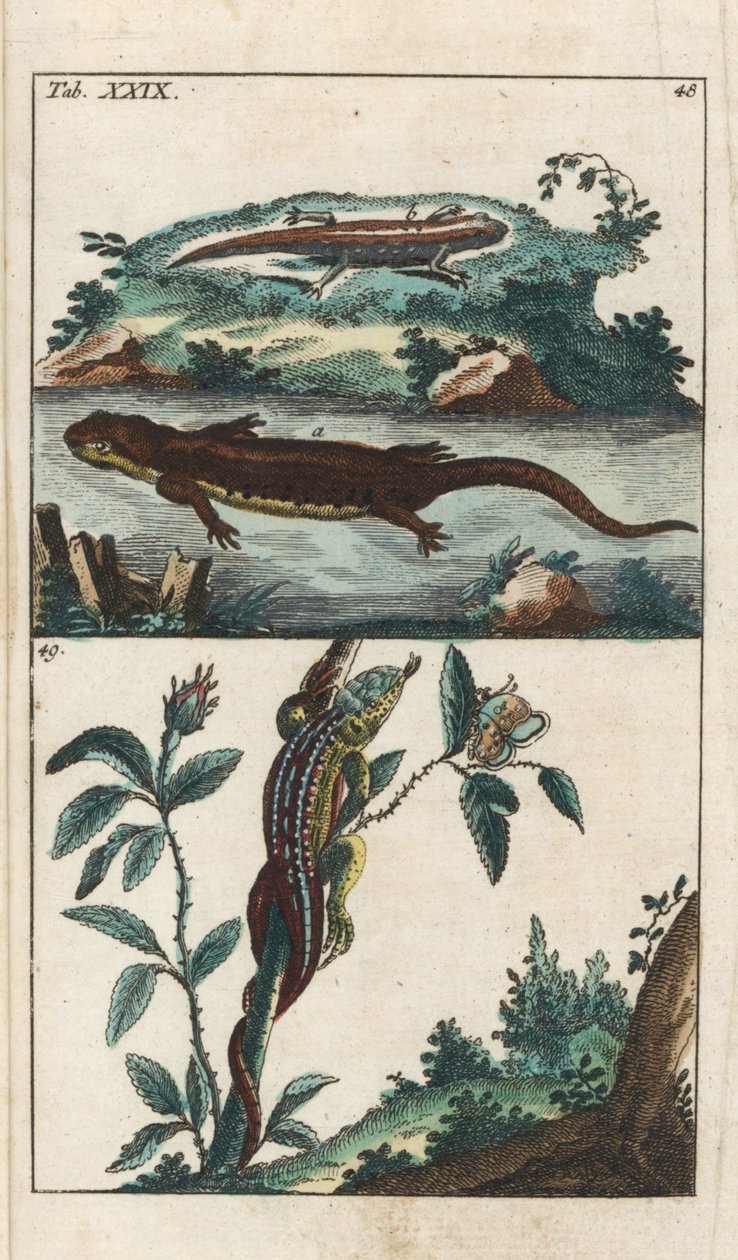 Smooth or Common Triton and Sand Lizard by Unbekannter Künstler