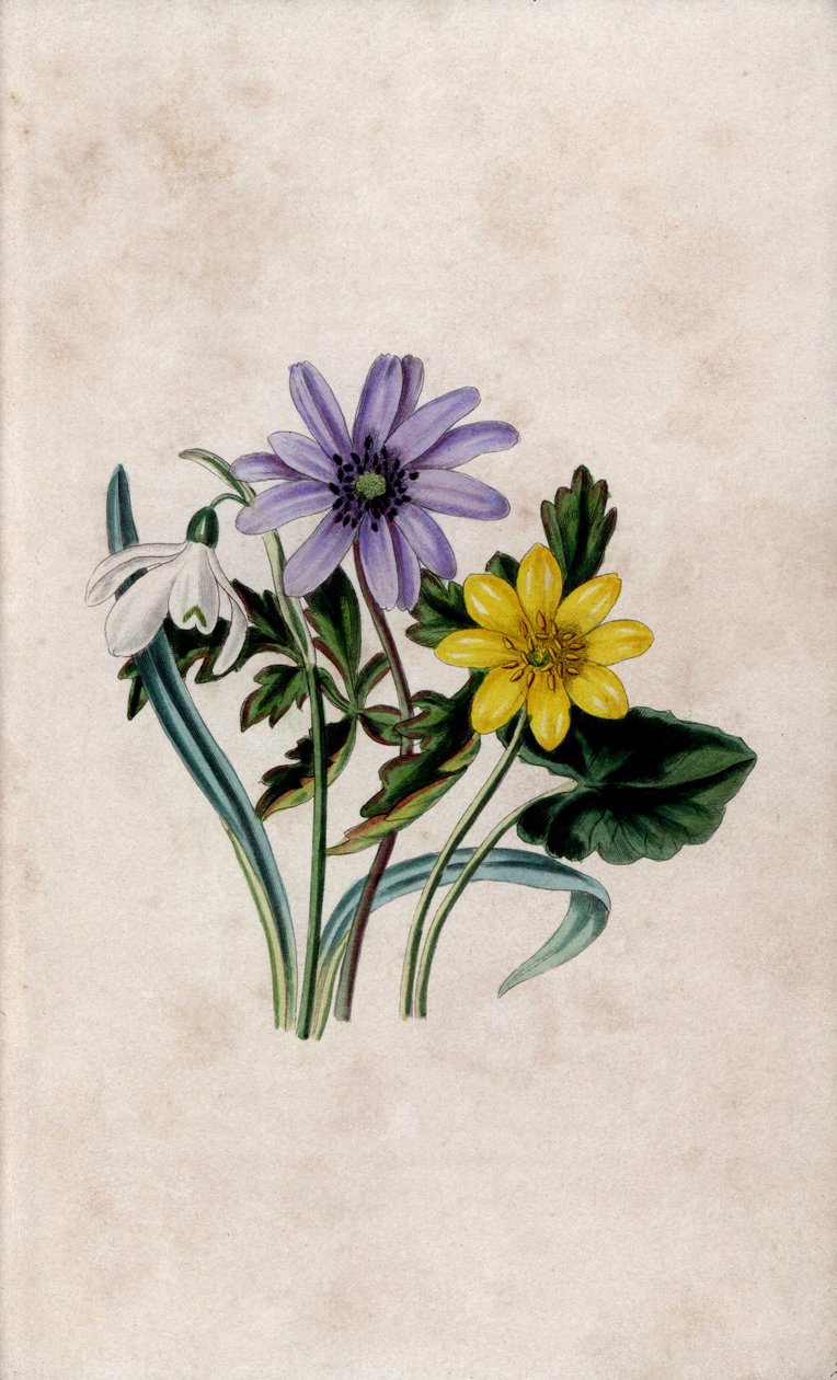 Snow pierce, blue anemone and small celandine. Lithograph by Louisa Anne Twamley in Our Wild Flower, Charles Tilt, London by Unbekannter Künstler