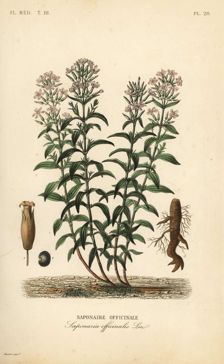 Soapwort or soapweed, Saponaria officinalis by Unbekannt