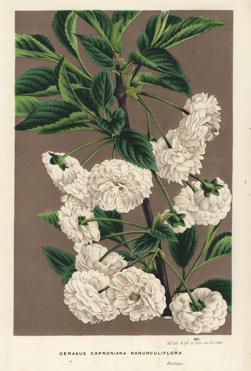 Sour cherry tree, Prunus cerasus (caproniana ranunculiflora). Handcoloured lithograph from Louis van Houtte and Charles Lemaire