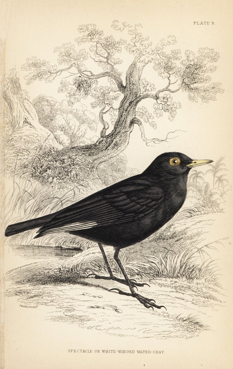 Spectacled Tyrant, Hymenops perspicillatus (Spectacle or White-winged Water-chat, Perspicilla leucoptera) by Unbekannter Künstler