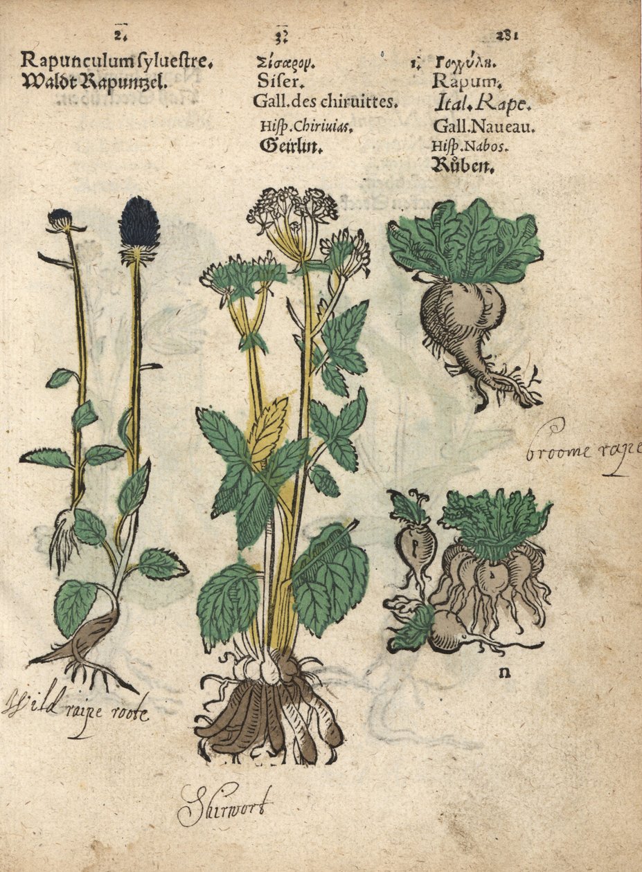 Spiked rampion, skirret, and turnip by Unbekannter Künstler
