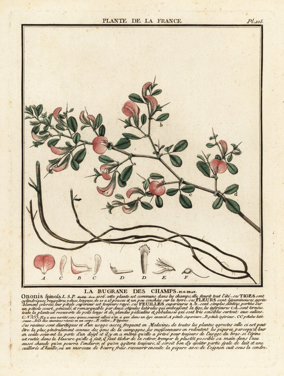 Spiny restharrow, Ononis spinosa by Unbekannter Künstler